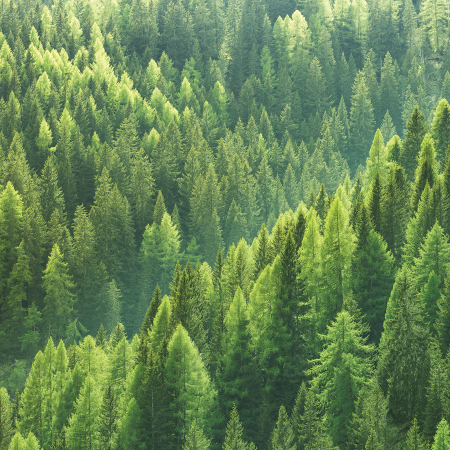 photo d'une foret qui montre qu'Axens prend en compte son impact environnemental et le limite un maximum.